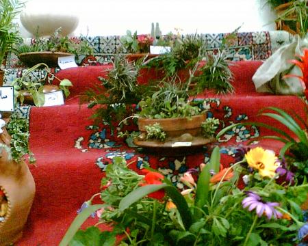 Expo de plantes